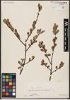 Foto von Salix aurita L.
